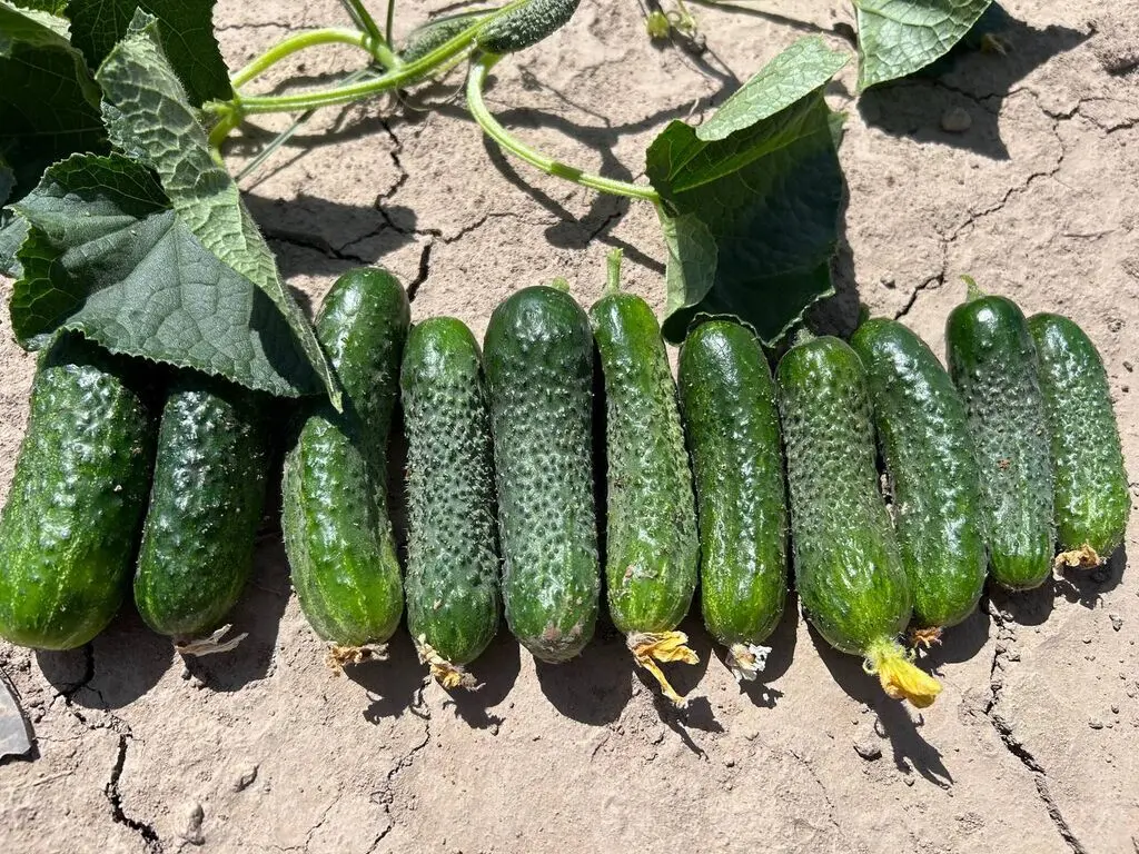 Рубинштейн F1