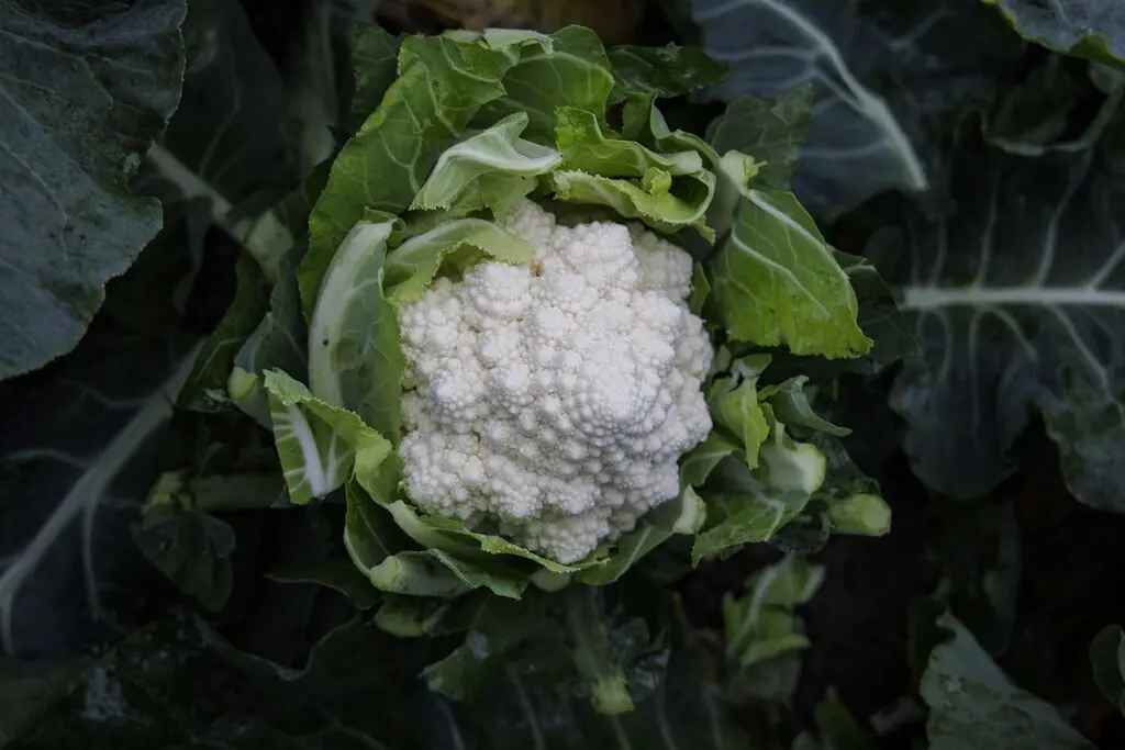 Понтбланк F1