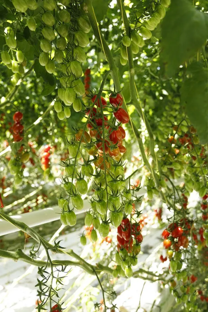 Бенволиетто F1