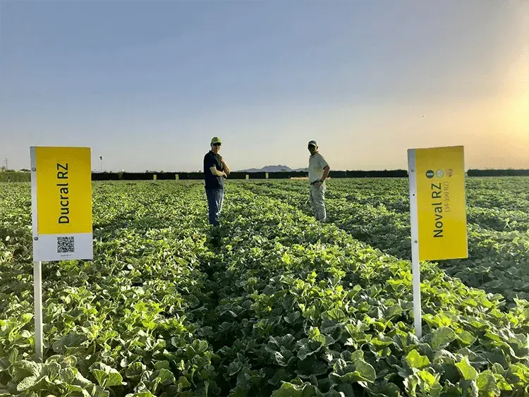 Картинка статьи