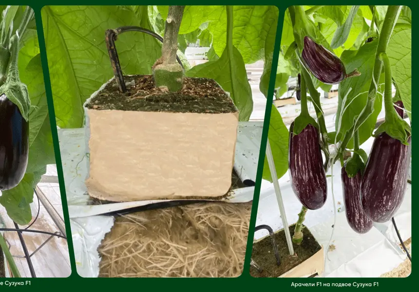 Картинка статьи