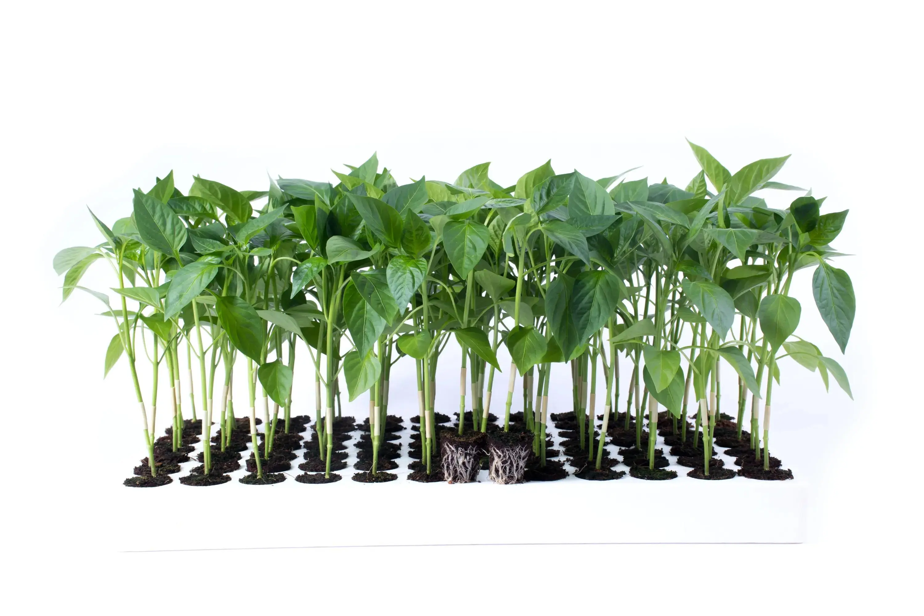 Картинка статьи