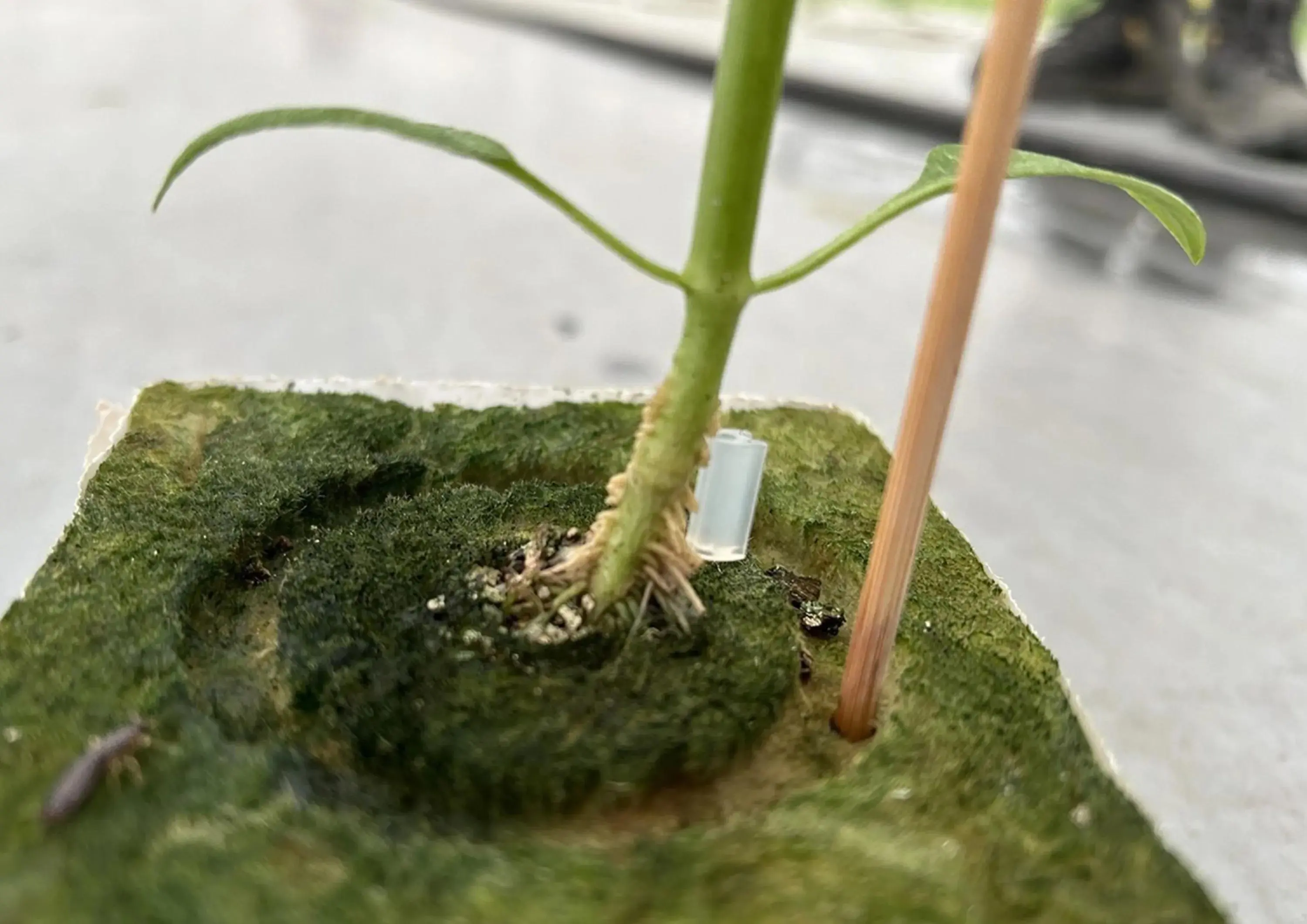 Картинка статьи