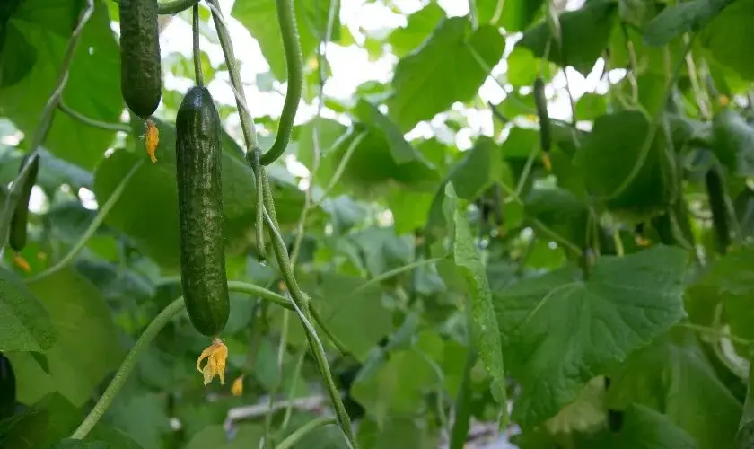 Картинка статьи