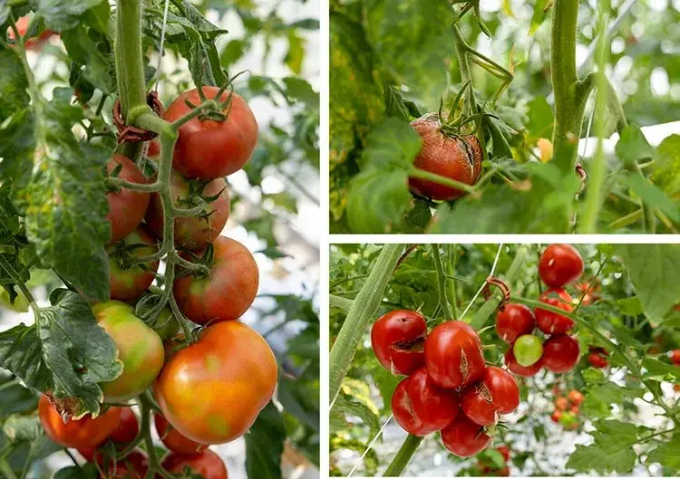 Картинка статьи