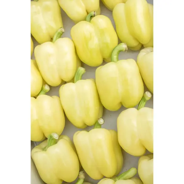 Бурабелла F1