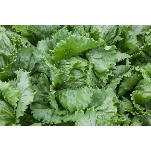 Джасперинас