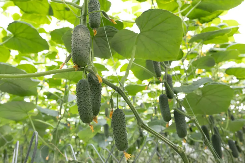 Максимора F1