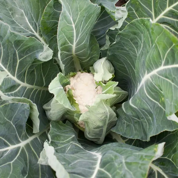 Пруденция F1